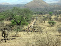 Parc National de Tsavo Ouest - Girafe Masaï