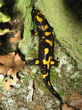 un salamandre