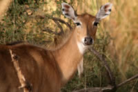 Antilope nilgaut femelle