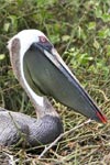 Pélican brun sur son nid - Rabida