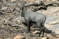 Antilope nilgaut mâle