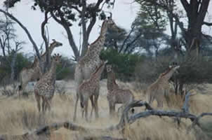 Des girafes à Chitabe Lediba