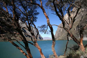 Laguna Llanganuco (Cordillera Blanca) - Quenuas devant le lac