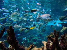 Le grand Aquarium Abyssal 