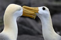 Albatros des Galapagos (couple paradant) - Espanola