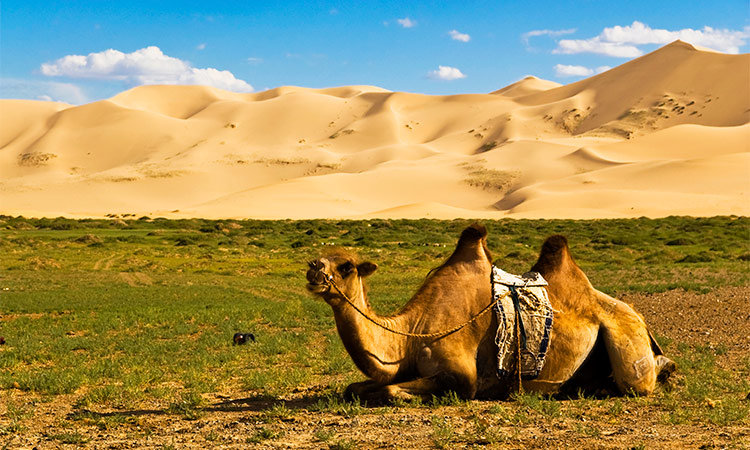 desert mongolie