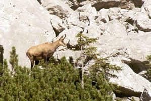 Un chamois - Gam en allemand