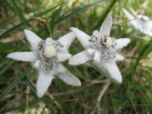 Edelweiss