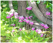 Jardin Botanique Alpin