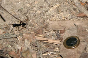 Lodge Corto Maltes Amazonia - Fourmi géante