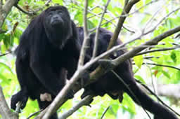 Yaxchilan - Singes hurleurs