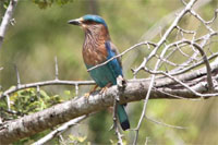 Parc National Uda Walawe