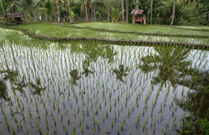 Rizière sur la route de Surabaya