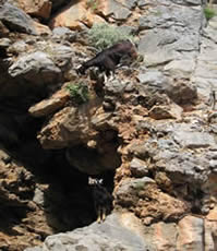 Le chemin descendant dans les gorges d'Aradena