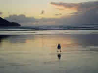 Mouette sur la plage