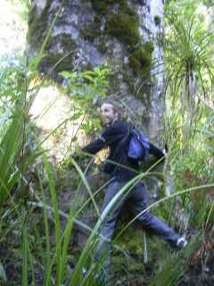 Julien toujours au pied du Tane Mahuta