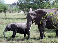 Parc National du Serengeti - Eléphanteau et sa Maman