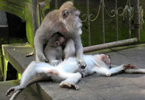 Macaque