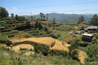 Trajet Ohiya - Hatton - Plantations dans la montagne