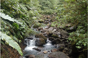 chutes du carbet 2