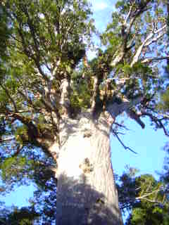 Kauri géant