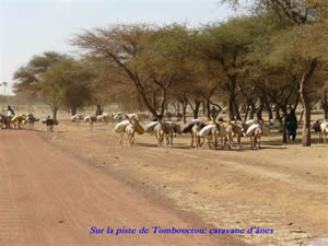 Caranane d'ânes sur la piste de Tombouctou