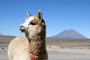 Alpaga devant le volcan Misti