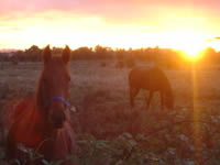 Chevaux