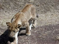 Cratère du Ngorongoro - Lionceau