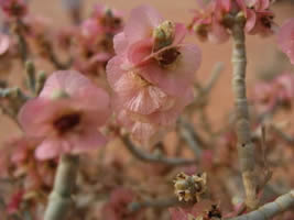 salicorne en fleurs