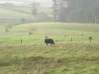 Vache dans un pré
