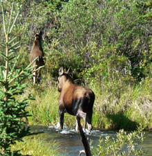 Chevaux sauvages