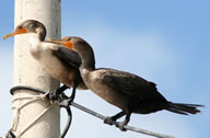 Campeche - Cormorans à aigrettes