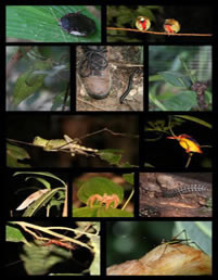 le Taman Negara