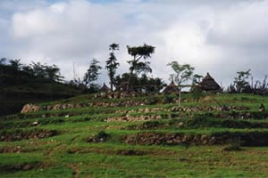 Autres cultures en terrasses