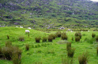 Gap dunloe