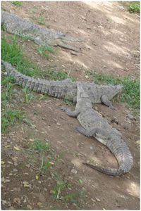 Crocodiles de Chacahua