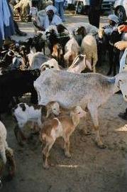 Des chevres et des agneaux