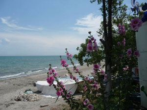 passe-roses