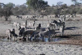 Khumaga parc Makgadikgadi