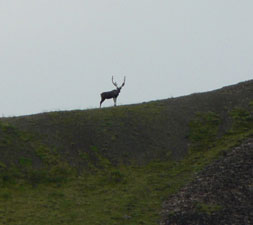 Denali Park