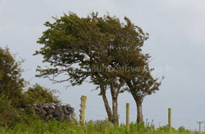 région du burren