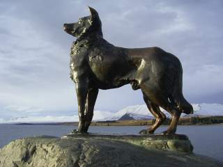 Chien de berger