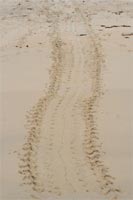 Traces d'une tortue marine allant pondre - Floreana