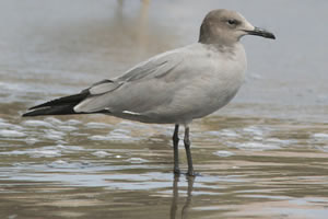 Goéland gris