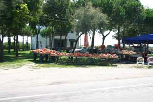 stand de citrouilles au bord de route