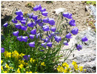 Jardin Botanique Alpin