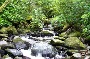Parc Killarney
