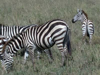 Parc National du Serengeti - Zèbres de Burchell