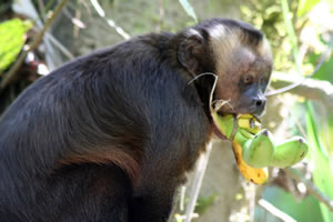 Ile aux Singes - Capucin noir gourmand